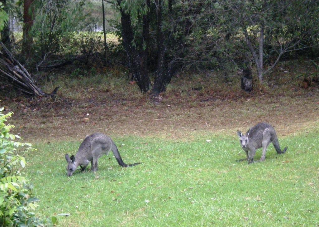Wombatalla Kangaroo Valley Extérieur photo
